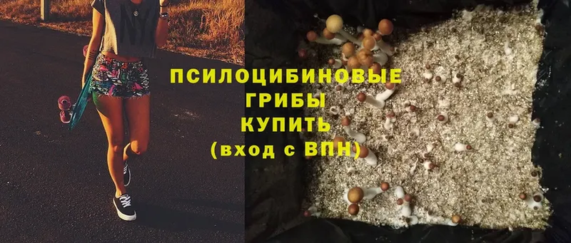 Псилоцибиновые грибы Psilocybine cubensis  Старая Купавна 